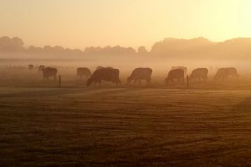 uitzicht op koeien in de mist Huis in 't Veld